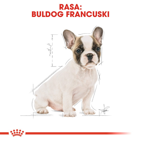 Royal Canin BHN French Bulldog Puppy 10kg Karma Sucha Dla Szczeniąt Do 12 Miesiąca Rasy Bulldog Francuski