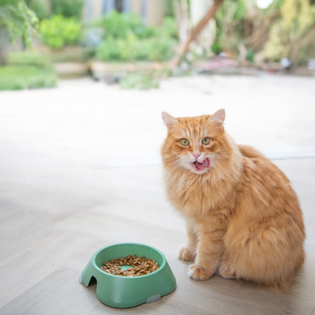 James Wellbeloved Adult 1,5kg Sucha Karma Pełnoporcjowa Dla Dorosłych Kotów Bogata W Indyka