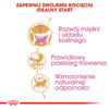 Royal Canin FBN British Shorthair Kitten 2kg Karma Sucha Dla Kociąt Do 12 Miesiąca Rasy Brytyjski Krótkowłosy