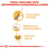 Royal Canin FBN Sphynx Adult 10kg Karma Sucha Dla Kotów Dorosłych Rasy Sfinks