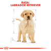 Royal Canin BHN Labrador Retriever Puppy 12kg Karma Sucha Dla Szczeniąt Do 15 Miesiąca Rasy Labrador Retriever