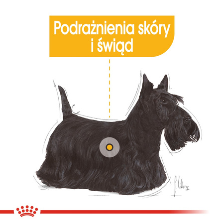 Royal Canin CCN Mini Dermacomfort 3kg Karma Sucha Dla Psów Dorosłych Ras Małych O Wrażliwej Skórze Skłonnej Do Podrażnień