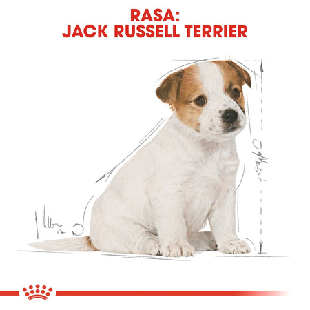 Royal Canin BHN Jack Russell Terrier Puppy 3kg Karma Sucha Dla Szczeniąt Do 10 Miesiąca Rasy Jack Russel Terrier