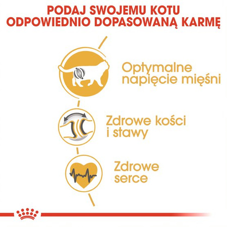 Royal Canin FBN British Shorthair 2kg Karma Sucha Dla Kotów Dorosłych Rasy Brytyjski Krótkowłosy
