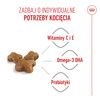 Royal Canin FHN Kitten 10kg Karma Sucha Dla Kociąt Od 4 Do 12 Miesiąca Życia