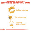 Royal Canin FBN Maine Coon Adult 10kg Karma Sucha Dla Kotów Dorosłych Rasy Maine Coon