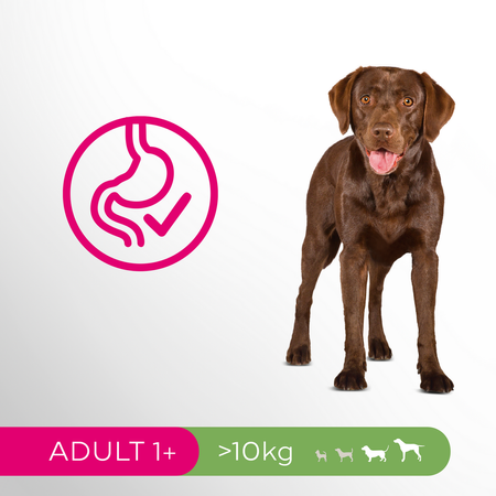 Perfect Fit 2x6kg Pełnoporcjowa Sucha Karma Dla Dorosłych Psów Średnich I Dużych Ras Kurczak