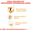 Royal Canin BHN Labrador Retriever Adult 12kg Karma Sucha Dla Psów Dorosłych Rasy Labrador Retriever